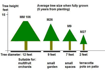 Apple Tree Size Chart