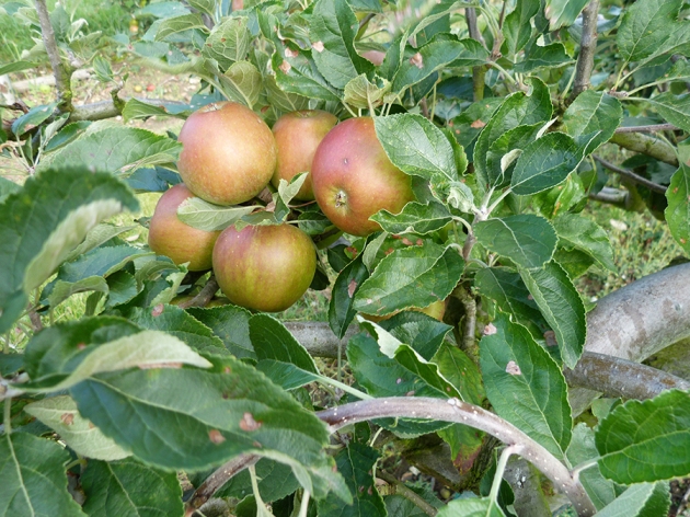 Fruit almost ready for harvest