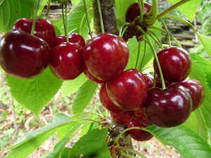 Lapins cherry, photo courtesy of thefoodproject/flickr.com