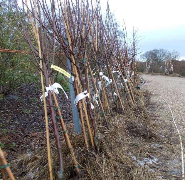Young fruit trees ready for delivery