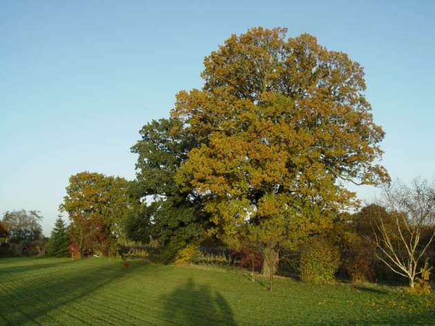 Oak trees, November 2018, showing different stages of leaf yellowing